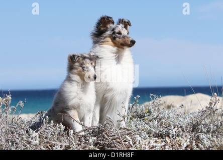 Shetland Sheepdog Hund / Sheltie Erwachsene und Welpen (blue Merle) am Strand sitzen Stockfoto