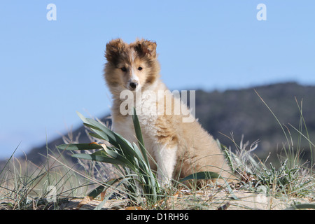 Shetland Sheepdog Hund / Sheltie Welpen (Zobel weiß) sitzen Stockfoto