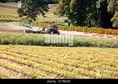 wachsende Ananas im big Pineapple in Queensland, Australien Stockfoto