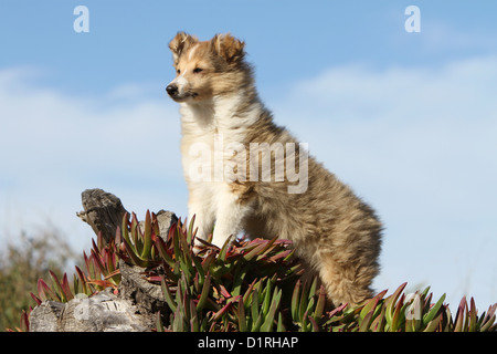 Shetland Sheepdog Hund / Sheltie Welpen (Zobel weiß) stehen Stockfoto