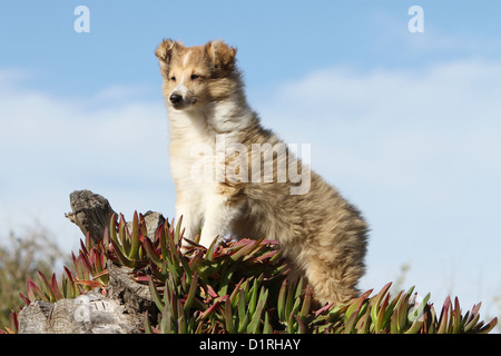 Shetland Sheepdog Hund / Sheltie Welpen (Zobel weiß) stehen Stockfoto