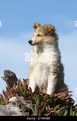 Shetland Sheepdog Hund / Sheltie Welpen (Zobel weiß) sitzen Profil Stockfoto