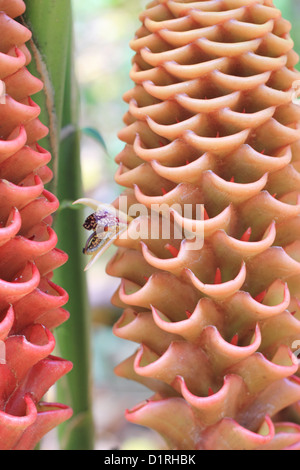 Honeycomb Ingwer (Zingiber spectabile) Bienenstock Blumen Stockfoto