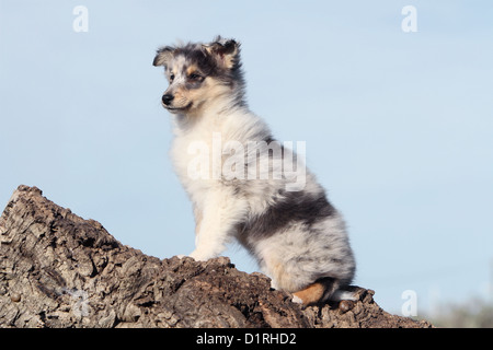 Shetland Sheepdog Hund / Sheltie Welpen (blue Merle) sitzen Profil Stockfoto