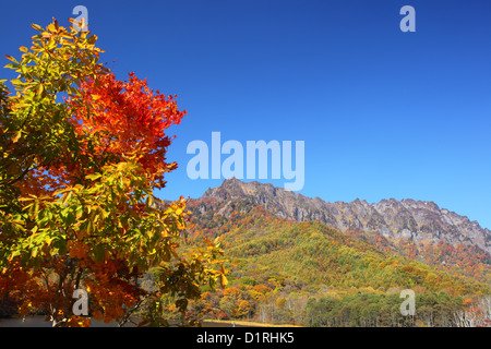 Mt. Togakushi Herbstlaub in Nagano, Japan Stockfoto