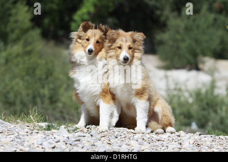 Shetland Sheepdog Hund / Sheltie zwei Welpen (Zobel weiß) sitzen Stockfoto