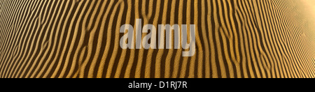 Marokko, M' Hamid, Erg Chigaga Dünen. Wüste Sahara. Panorama-Blick. Stockfoto