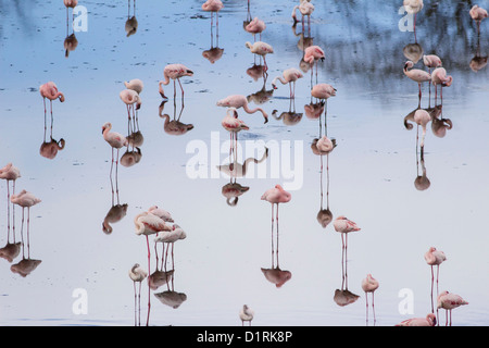 Flamingo in Arusha National Park. Safari in Tansania, Afrika Stockfoto