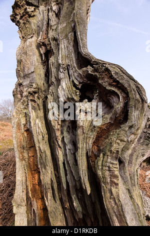 Nahaufnahme der alten Toten Baum Stamm, Bradgate Park, Leicestershire, England, UK Stockfoto