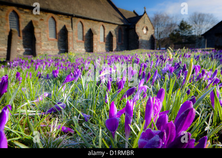 Zeitigen Frühjahr Krokusse in Lowick Kirche im Lake District. Stockfoto