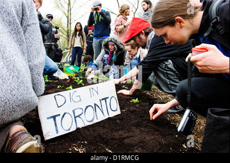 Die Toronto Occupy-Bewegung organisiert mehrere Veranstaltungen feiern Maifeiertag, einschließlich der Bepflanzung Gemüsegarten auf der n Stockfoto