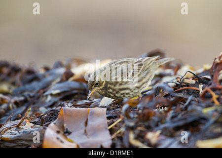 Durch die Winterstürme in ländlichen Galloway angespült Rock Pieper (Anthus Petrosus) Fütterung in die kelp Stockfoto