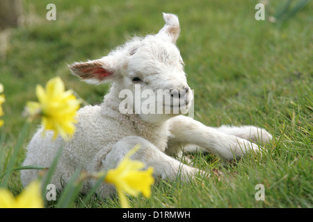 Ein Lamm in Narzissen in der Landschaft von Sussex. Stockfoto