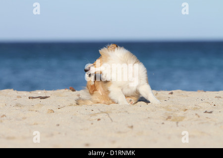 Hund kratzt sich / Welpen Sheltie am Strand Stockfoto