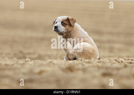 Hund kratzt sich / Welpen Australian Cattle Dog in einem Feld Stockfoto