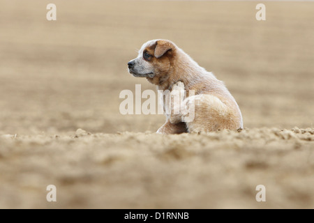 Hund kratzt sich / Welpen Australian Cattle Dog in einem Feld Stockfoto