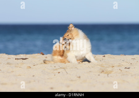 Hund kratzt sich / Welpen Sheltie am Strand Stockfoto