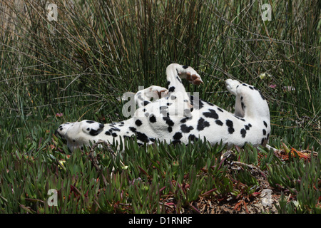 Hund kratzt sich / Erwachsene Dalmatiner - Dalmatiner Stockfoto