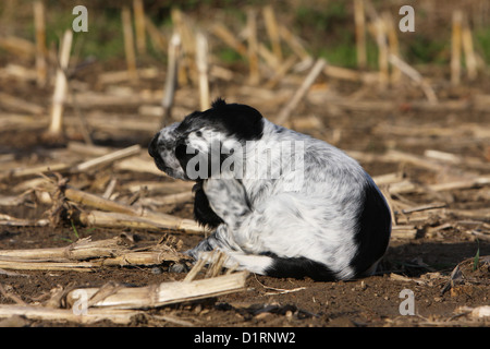 Hund kratzt sich / Welpen Englischer Cocker Stockfoto