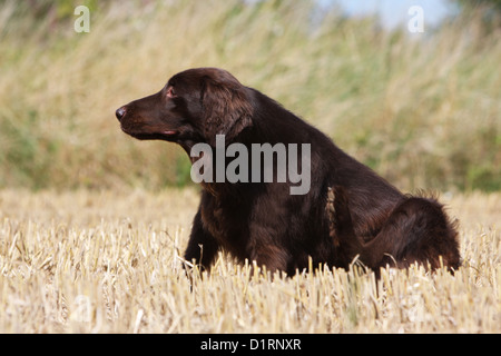 Hund kratzt sich / Flat Coated Retriever Stockfoto