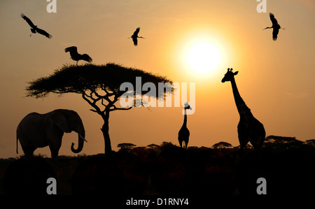 Tiere Silhouetten überragt Sonnenuntergang auf Safari in Afrika. Elefanten, Giraffen, Vögel Stockfoto