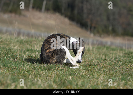 Hund kratzt sich / Whippet Stockfoto