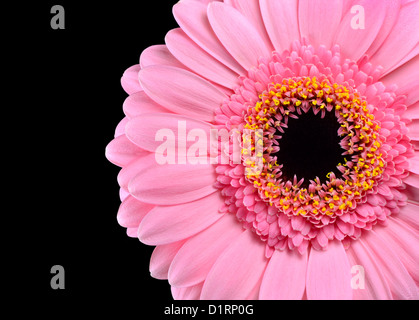 Rosa Gerbera Ringelblume Makro Nahaufnahme auf schwarzem Hintergrund isoliert Stockfoto