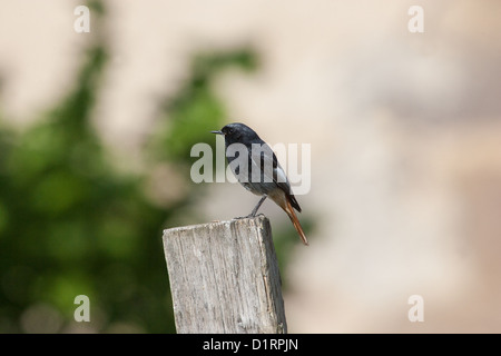 Erwachsene männliche Black Redstart Phoenicurus Ochruros Shetland Islands, Schottland, UK Stockfoto