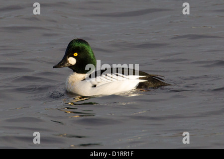 Drake / männlich Common Goldeneye Bucephala Clangula, Shetland, Scotland, UK Stockfoto