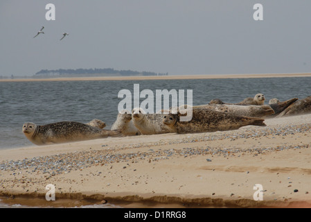 Seehunde auf einem sandigen Strand UK Stockfoto