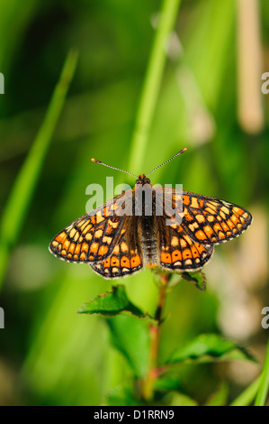 Marsh Fritillary Butterfly in Ruhe. Dorset, UK Mai 2012 Stockfoto