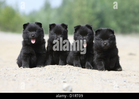 Schipperke vier Welpen sitzen Gesicht Hund Stockfoto