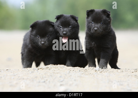 Zusammen drei Schipperke Welpen Hund Stockfoto