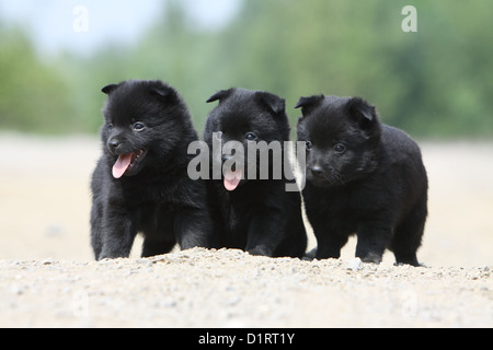 Zusammen drei Schipperke Welpen Hund Stockfoto