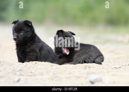 Hund Schipperke zwei Welpen auf den Boden Stockfoto