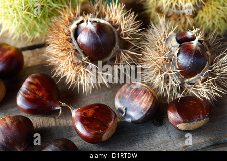 Frische wilde Kastanien (Castanea Sativa) Stockfoto