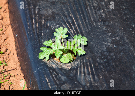 Eine junge Wassermelone Pflanze auf schwarzen Kunststoff Mulch in einer kommerziellen Wassermelone Farm angebaut. Stockfoto