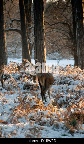 Rothirsch, Damhirsch im verschneiten Wildpark-Wald im Rückblick. Wollaton Hall, Nottingham, UK Stockfoto