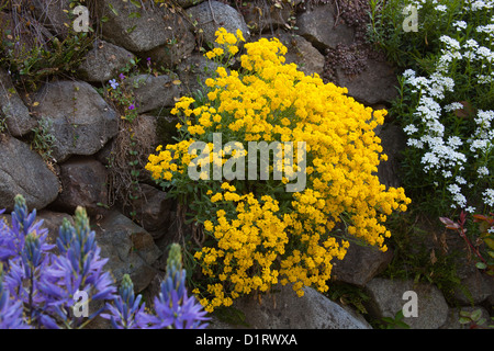 Alyssum saxatile, Basket of Gold Stockfoto