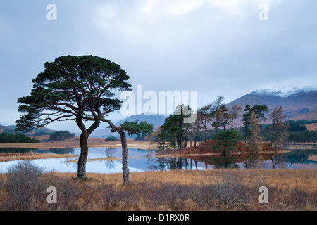 Verdrehte Waldkiefern Loch Tulla, Bridge of Orchy, Schottland. Stockfoto