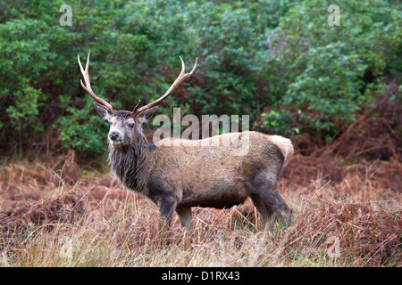 Rotwild-Hirsch, Glen Etive, Schottland Stockfoto