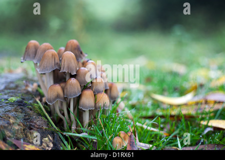 Fliegenpilze an einem Baum stumpf im Herbst Königreich Stockfoto