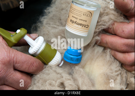 Landwirt Schafe mit enzootischen Abtreibung Impfstoff mit automatische Spritze injizieren. Stockfoto