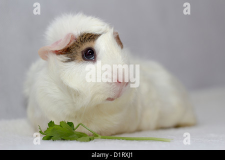 Weiß mit braunen Auge patch Meerschweinchen Fütterung und posiert Stockfoto