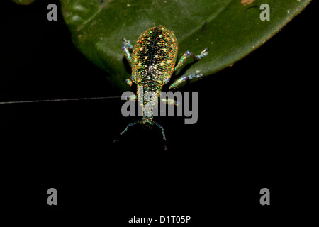 Käfer Käfer im Regenwald am Burbayar, in der Nähe von Llano Carti, Höhe 300 m, Provinz Panama, Republik von Panama. Stockfoto