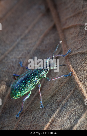 Käfer Käfer im Regenwald am Burbayar, in der Nähe von Llano Carti, Höhe 300 m, Provinz Panama, Republik von Panama. Stockfoto