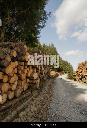 Frisch geschnittenen Sie Baumstämmen aufgestapelt Stockfoto