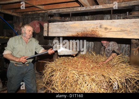 Roger Parris, traditionellen Apfelwein in Devon mit einer 200 Jahre alten Presse mit Stroh um die gehackten Äpfel im Käse zu halten. Stockfoto