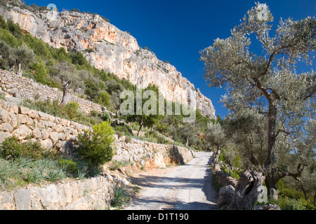 Alaró, Mallorca, Balearen, Spanien. Engen Spitzkehre Straße unterhalb der senkrechten Felswand Puig d'Alaró. Stockfoto