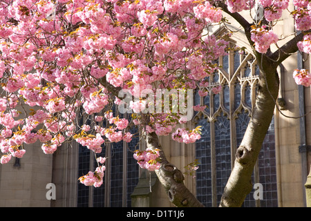 Manchester, Greater Manchester, England. Kirschblüte vor Manchester Kathedrale. Stockfoto